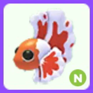 Orange Betta Fish N