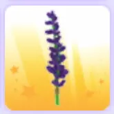 Limited | Lavender Bundle