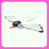 Arctic Tern