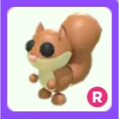 Pet | Red Squirrel R