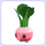 Radish Friend