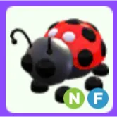 Pet | Ladybug NF