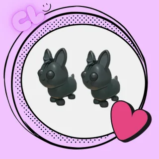 Amami Rabbit x2