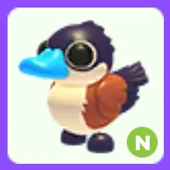 Ruddy Duck N