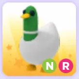 Pet | Silly Duck NR Neon