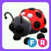 Pet | Ladybug FR