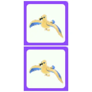 Pet | Golden Albatross x2