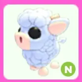 Angus Calf N