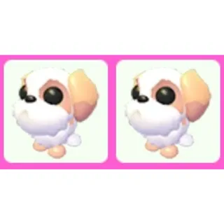 Shih Tzu x2