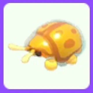 Golden Tortoise Beetle