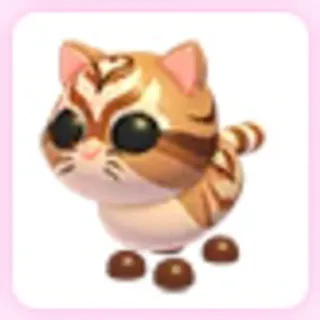 Catte