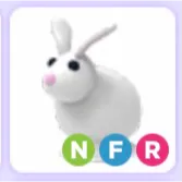 Pet | Rabbit NFR