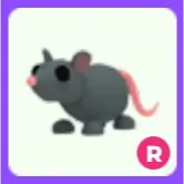 Rat R