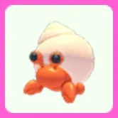 Hermit Crab