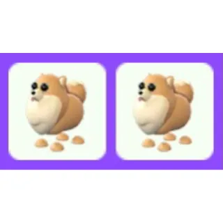 Pet | Pomeranian Bundle x2