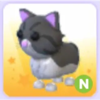 Persian Cat N