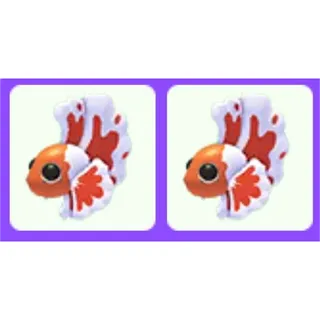 Orange Betta Fish x2