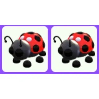 Ladybug x2