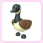 Canada Goose