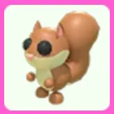 Red Squirrel