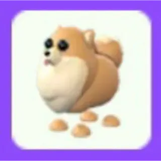 Pomeranian