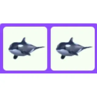 Pet | Orca x2