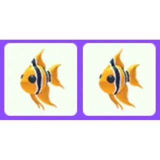 Angelfish x2