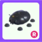 Pet | Giant Black Scarab R