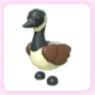 Canada Goose