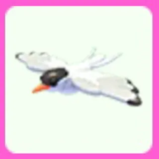 Arctic Tern