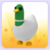 Pet | Silly Duck
