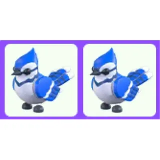 Blue Jay x2