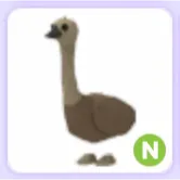Pet | Emu N Neon