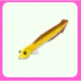 Eel