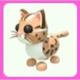 Leopard Cat