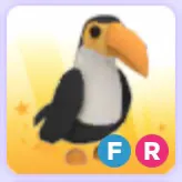 Pet | Toucan FR Full Grown