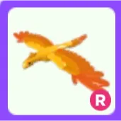 Pet | Phoenix R