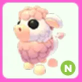Angus Cow N