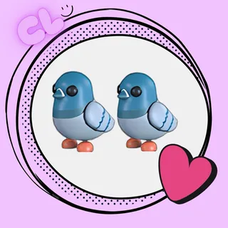 Rock Pigeon x2