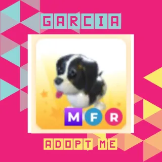 MFR Black Springer Spaniel