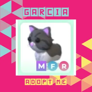 MFR Persian Cat