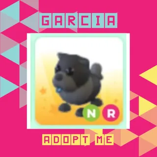 NR Black Chow Chow