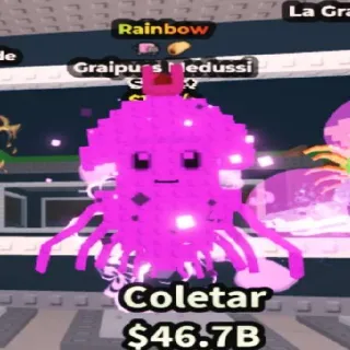 17M/s Rainbow Graipuss Medussi