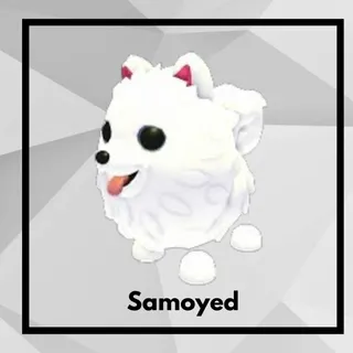 Samoyed