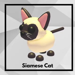 Siamese Cat