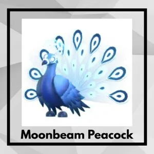 Moonbeam Peacock