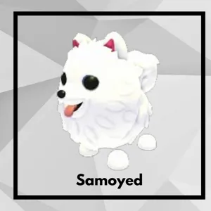 Samoyed