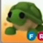 Fr turtle