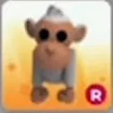Albino monkey