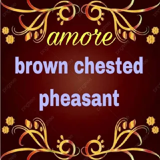 Pet | 3x Brown Chested Pheasan